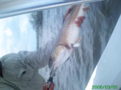 7 lbs. redfish